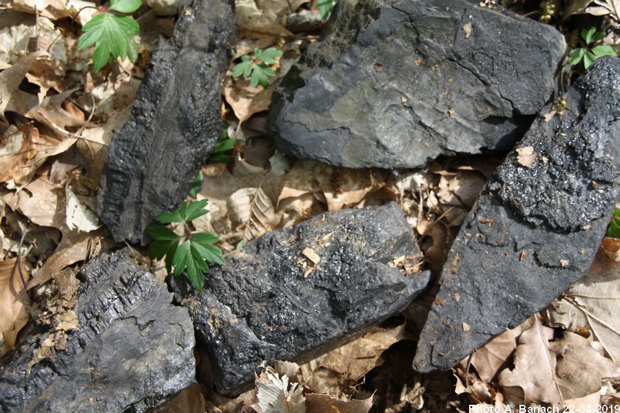 Schistes charbonneux