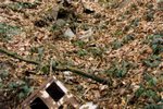 Les poubelles