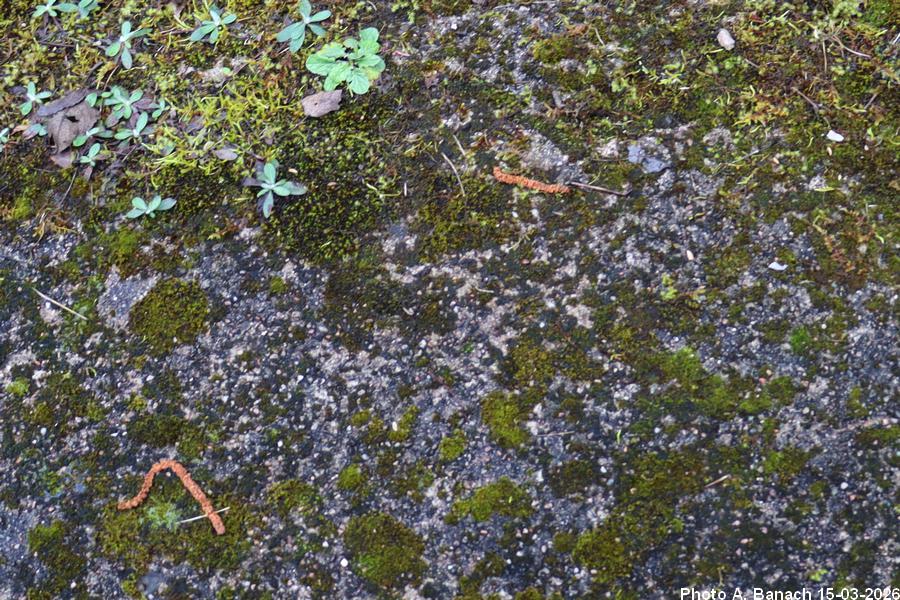 Dalle béton
