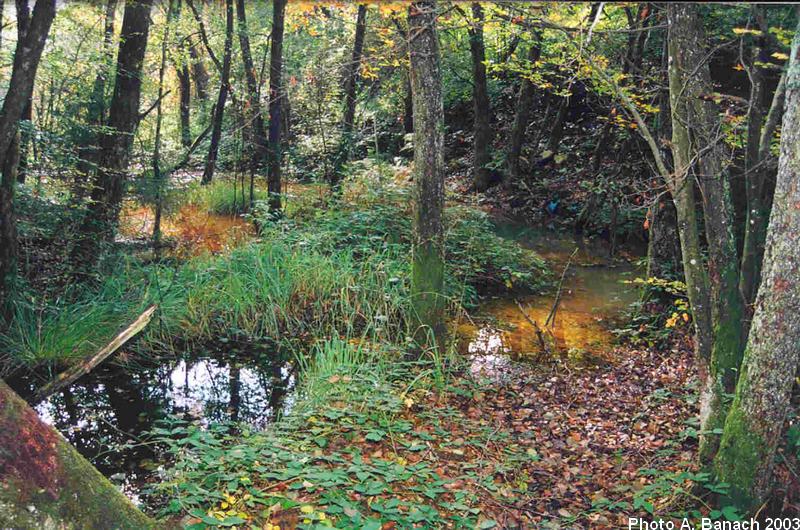 L'étang Fourchie en 2003