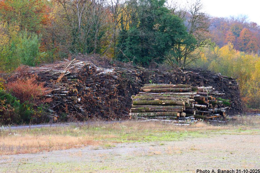 Tas de bois