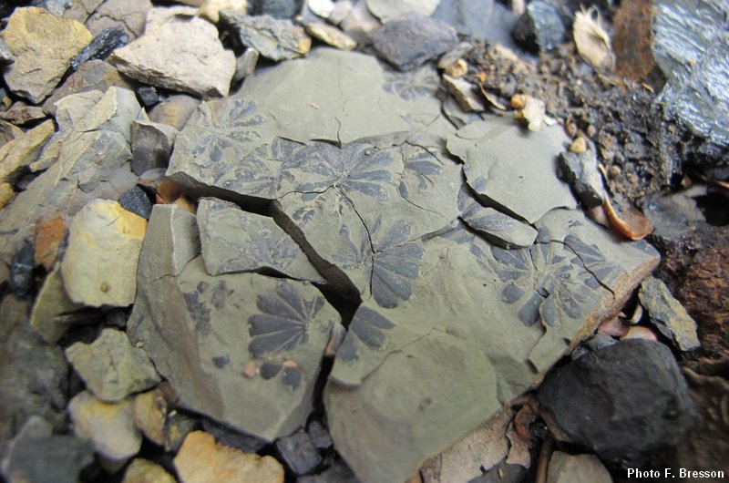 Un spécimen de plantes fossilisées