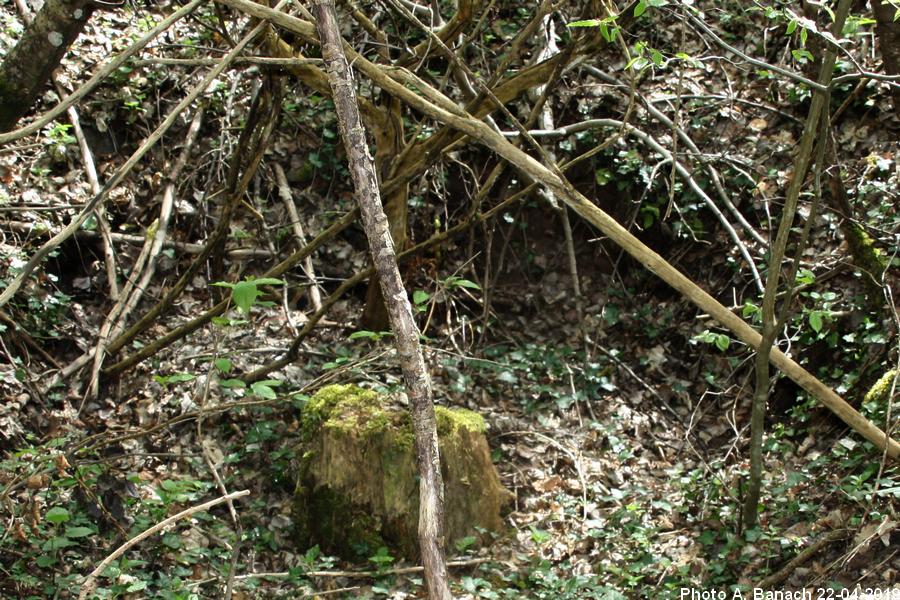 Puits Sainte Pauline