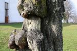 Tronc de cerisier torturé