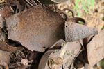 Vestiges d'un Mortier